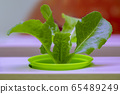 Plant, lettuce, hydroponics 65489249
