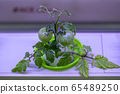 Plant, lettuce, hydroponics 65489250