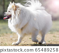 Puppy, pet, dog 65489258
