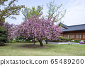 Cherry Blossom, Spring, Sarangchae 65489260