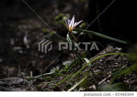 Korean Wildflowers & Wild Flowers Korean Wildflowers & Wild Flowers 65489304