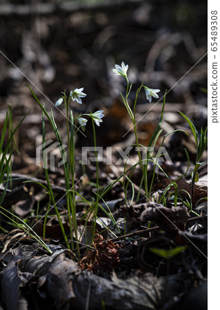 Korean Wildflowers & Wild Flowers Korean Wildflowers & Wild Flowers 65489308