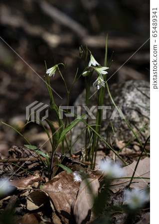 Korean Wildflowers & Wild Flowers 65489341