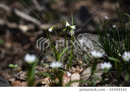 Korean Wildflowers & Wild Flowers Korean Wildflowers & Wild Flowers 65489342