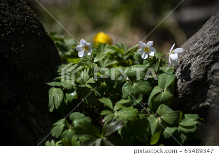 Korean Wildflowers & Wild Flowers Korean Wildflowers & Wild Flowers 65489347