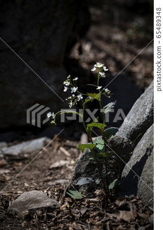Korean Wildflowers & Wild Flowers 65489348