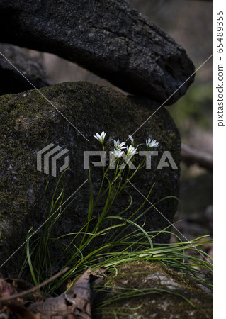 Korean Wildflowers & Wild Flowers Korean Wildflowers & Wild Flowers 65489355