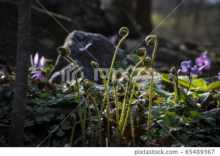 Korean Wildflowers & Wild Flowers Korean Wildflowers & Wild Flowers 65489367
