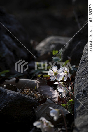 Korean Wildflowers & Wild Flowers 65489370