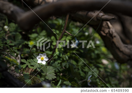 Korean Wildflowers & Wild Flowers 65489390