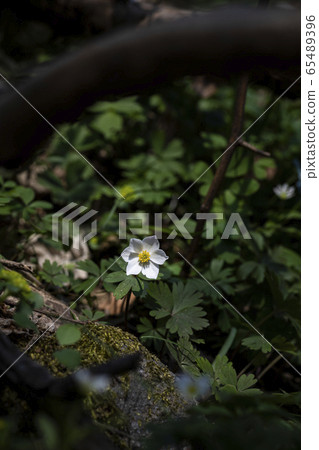 Korean Wildflowers & Wild Flowers Korean Wildflowers & Wild Flowers 65489396
