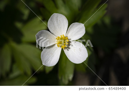 Korean Wildflowers & Wild Flowers Korean Wildflowers & Wild Flowers 65489400