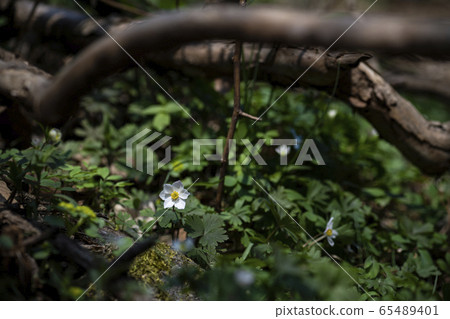 Korean Wildflowers & Wild Flowers 65489401