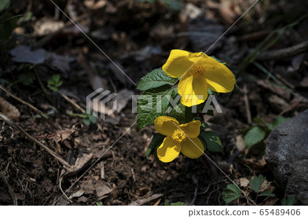 Korean Wild Flowers & Wild Flowers 65489406