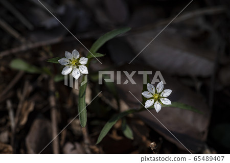 Korean Wild Flowers & Wild Flowers 65489407
