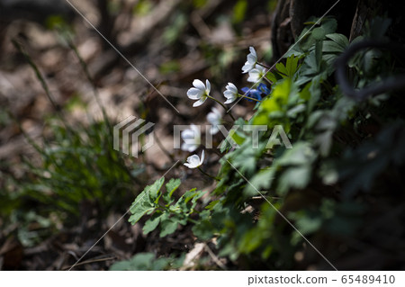 Korean Wild Flowers & Wild Flowers Korean Wild Flowers & Wild Flowers 65489410