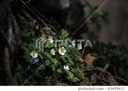 Korean Wild Flowers & Wild Flowers Korean Wild Flowers & Wild Flowers 65489411