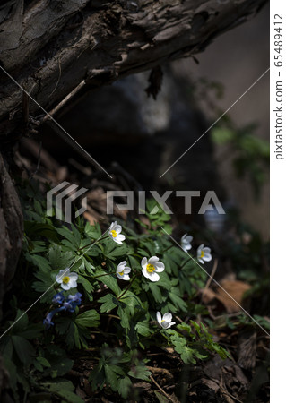 Korean Wild Flowers & Wild Flowers 65489412