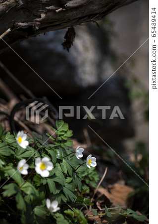 Korean Wild Flowers & Wild Flowers 65489414