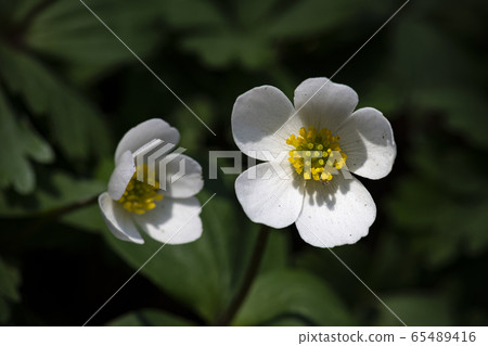 Korean Wild Flowers & Wild Flowers Korean Wild Flowers & Wild Flowers 65489416