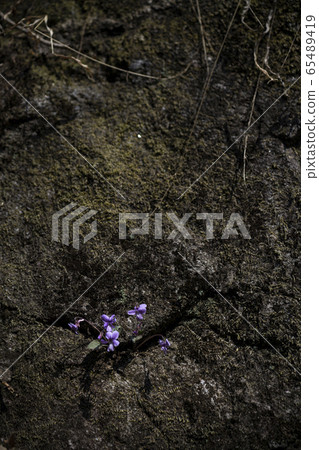 Korean Wild Flowers & Wild Flowers Korean Wild Flowers & Wild Flowers 65489419