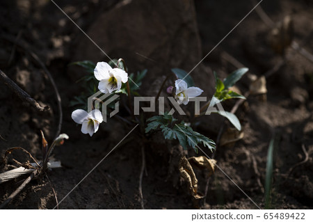 Korean Wild Flowers & Wild Flowers Korean Wild Flowers & Wild Flowers 65489422