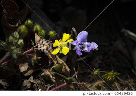 Korean Wild Flowers & Wild Flowers 65489426