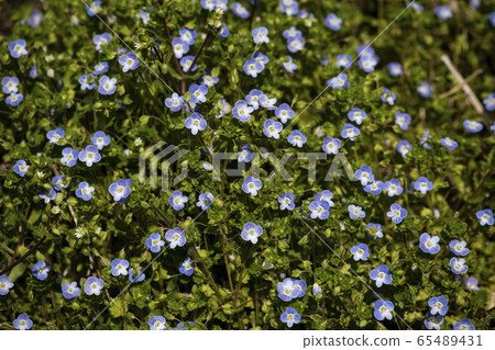 Korean Wild Flowers & Wild Flowers Korean Wild Flowers & Wild Flowers 65489431