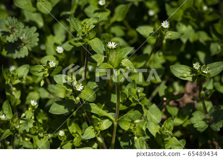 Korean Wild Flowers & Wild Flowers 65489434