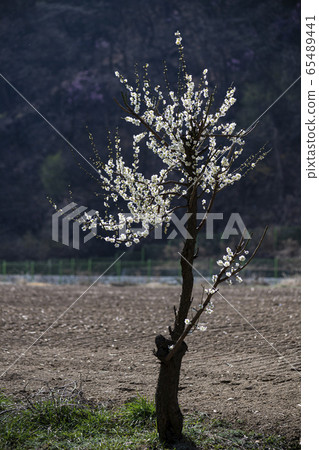 Korean Wild Flowers & Wild Flowers Korean Wild Flowers & Wild Flowers 65489441