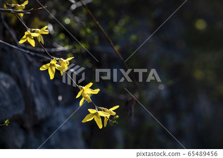 Korean Wild Flowers & Wild Flowers 65489456