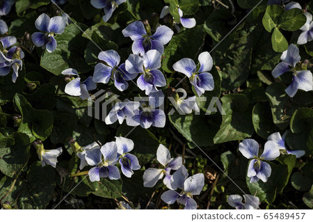 Korean Wild Flowers & Wild Flowers 65489457