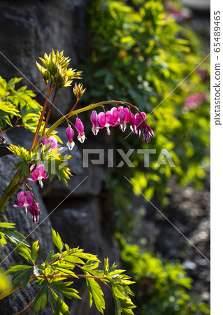 Korean Wild Flowers & Wild Flowers Korean Wild Flowers & Wild Flowers 65489465