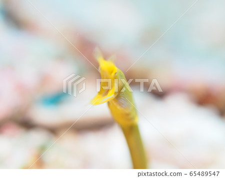 海鰻 65489547