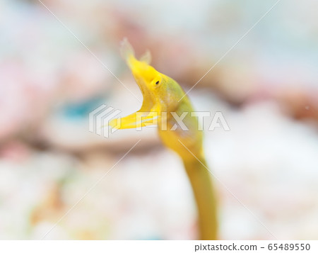 海鰻 65489550