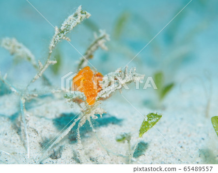 Frogfish 65489557