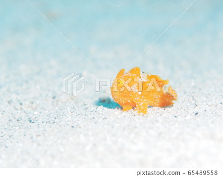 rog魚 rog魚 65489558