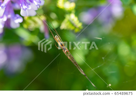 Tetragnatha pratensis Tetragnatha pratensis 65489675