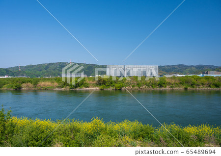Yodo River scenery in spring when rape blossoms bloom 65489694
