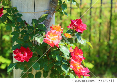 玫瑰花查爾斯頓 65489711