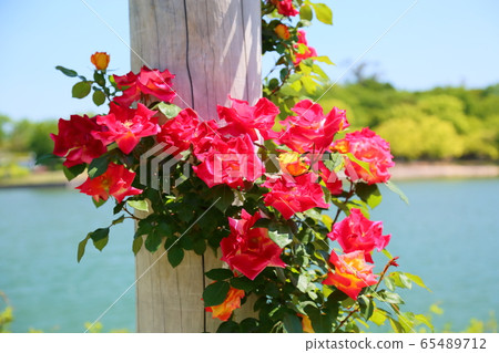 Rose flower Charleston 65489712