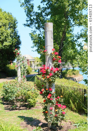 玫瑰花查爾斯頓 玫瑰花查爾斯頓 65489713