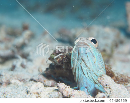 Joefish Joefish 65489869