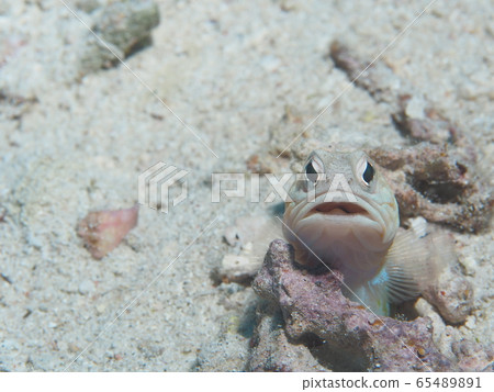 Joefish Joefish 65489891