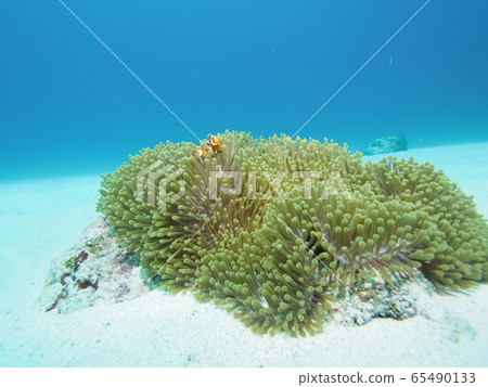小丑anemonefish 65490133