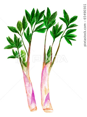 Mountain udo (watercolor) 65490301