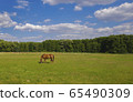 Brown horse grazing grass in a ranch 65490309