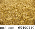 Ripe barley plantation ready for harvest. Barley grain is used for flour, barley bread, barley beer, some whiskeys, some vodkas, and animal fodder 65490310