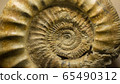 Fossil of ammonite. Macro Close up 65490312