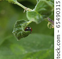 Red Ladybug hiding in curved leaf 65490315